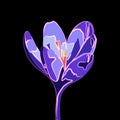 Crocus illustration with neon effect.