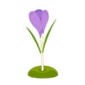 Crocus illustration on white background