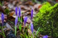 Crocus  inside of the forest Royalty Free Stock Photo