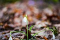 Crocus  inside of the forest Royalty Free Stock Photo