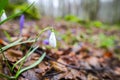 Crocus  inside of the forest Royalty Free Stock Photo