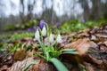 Crocus  inside of the forest Royalty Free Stock Photo
