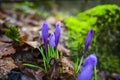 Crocus  inside of the forest Royalty Free Stock Photo