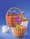 Crocus and Iridodictyum in baskets and watering can Royalty Free Stock Photo