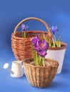 Crocus and Iridodictyum in baskets and watering can Royalty Free Stock Photo