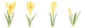 Set of yellow spring crocus flowers on white background. Royalty Free Stock Photo