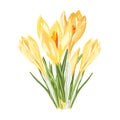 Yellow spring crocus flowers bouquet on white background. Royalty Free Stock Photo