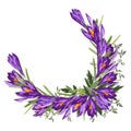 Purple crocus flower wreath. Watercolor style illustration on white background. Royalty Free Stock Photo