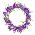 Purple crocus spring flower wreath. Watercolor style illustration on white background. Royalty Free Stock Photo