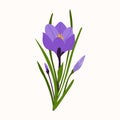 Crocus isolated on white background. Spring purple flower vector illustration for greeting card for Mother\'s Day, International Royalty Free Stock Photo