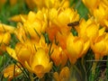 Crocus large flowering Golden Yellow. Crocus flavus, known as yellow crocus or Dutch yellow crocus. Spring meadow.