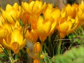 Crocus large flowering Golden Yellow. Crocus flavus, known as yellow crocus or Dutch yellow crocus. Spring meadow.