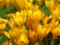 Crocus large flowering Golden Yellow. Crocus flavus, known as yellow crocus or Dutch yellow crocus. Spring meadow.