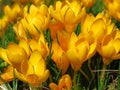 Crocus large flowering Golden Yellow. Crocus flavus, known as yellow crocus or Dutch yellow crocus. Spring meadow.