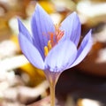 Crocus ligusticus Royalty Free Stock Photo