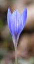 Crocus ligusticus Royalty Free Stock Photo