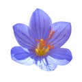 Crocus ligusticus Royalty Free Stock Photo