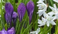Crocus longiflorus with Royalty Free Stock Photo