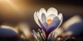Crocus macro. Spring white flowers. Panoramic meadow landscape with blossoming plants and sun glare AI Generated Royalty Free Stock Photo