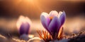 Crocus macro. Spring white flowers. Panoramic meadow landscape with blossoming plants and sun glare AI Generated Royalty Free Stock Photo