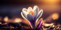 Crocus macro. Spring white flowers. Panoramic meadow landscape with blossoming plants and sun glare AI Generated Royalty Free Stock Photo