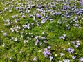 Crocus meadow blooms in spring