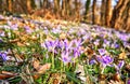 Crocus on a meadow with many crocuses in spring. Crocoideae Royalty Free Stock Photo