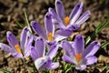 Crocus messanger of spring