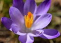 Crocus messanger of spring Royalty Free Stock Photo