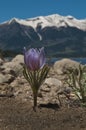 Crocus in the Mountains