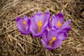Crocus mountains flora Royalty Free Stock Photo
