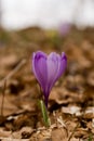 Crocus mountains flora Royalty Free Stock Photo