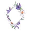 Crocus and narcissus . Watercolor Floral frame. Watercolor illustration. Hand-drawing. Isolated on white