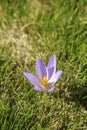 Crocus nudiflorus in a meadow Royalty Free Stock Photo