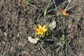 Crocus Orange Monarch