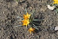 Crocus Orange Monarch