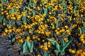 Crocus Orange Monarch grown in the park.