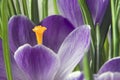 Crocus orange pistil Royalty Free Stock Photo