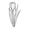 Crocus outline drawing.The first spring flowers in the Doodle style.Black and white image.Coloring of flowers.Floristics for Royalty Free Stock Photo