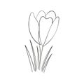 Crocus outline drawing. first spring flowers in the Doodle style. Vector