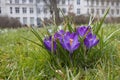 Crocus Park Vreugd en Rust Royalty Free Stock Photo