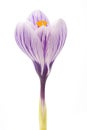 Crocus Pickwick