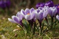 Crocus Pickwick spring flowering bulb in the lawn