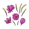 Crocus pink saffron flower bud and leaves spring primroses set constructor for design card and greeting. Outline sketch