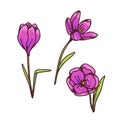 Crocus pink saffron flowers spring primroses set for design greeting card. Outline sketch illustration isolated on white