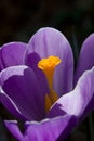 The crocus pistil.