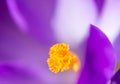 Crocus Pistil