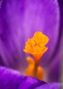 Crocus pistil, saffron flower Royalty Free Stock Photo