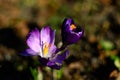 Crocus pistil, saffron flower, spring flowers Royalty Free Stock Photo