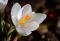 Crocus pistil, saffron flower, spring flowers Royalty Free Stock Photo